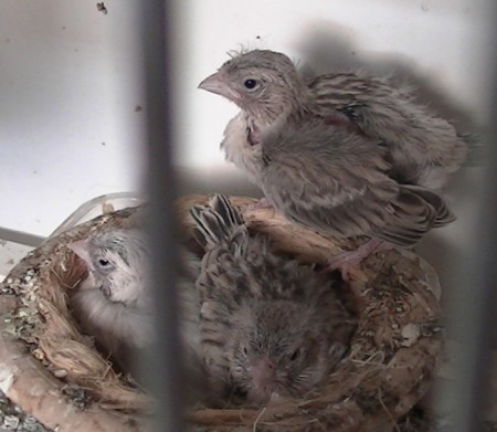 17 dagen  1 ste staat al op rand 